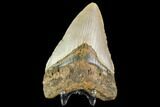 Fossil Megalodon Tooth - North Carolina #109715-1